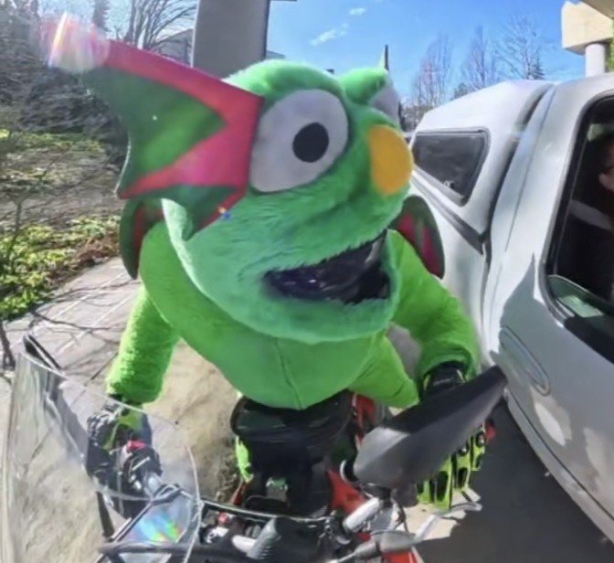 Close-up of Fluffy leaning toward the open window of a white pickup truck, one pink eyelet flopped over his face — still from the viral February 2026 reel