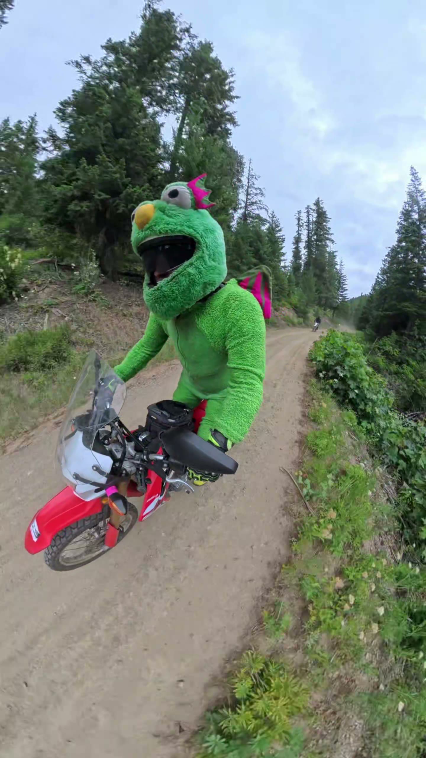 Fluffy ready for a motorcycle ride